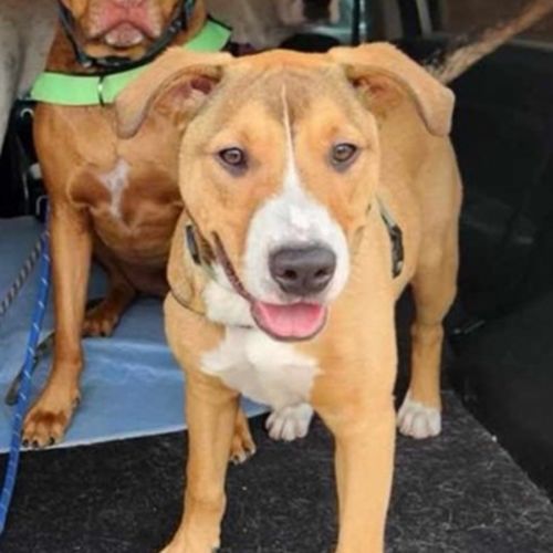 Rescue dogs adelaide adopt a dog in adelaide pets online